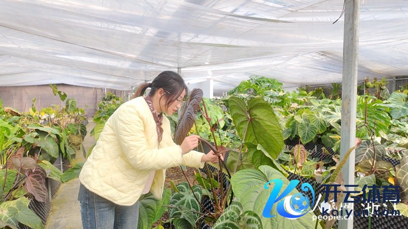 脚下，廖万甜正在攻克&ldquo;花生马戏团&rdquo;母本的繁育难题。东说念主民网 方彭依梦摄