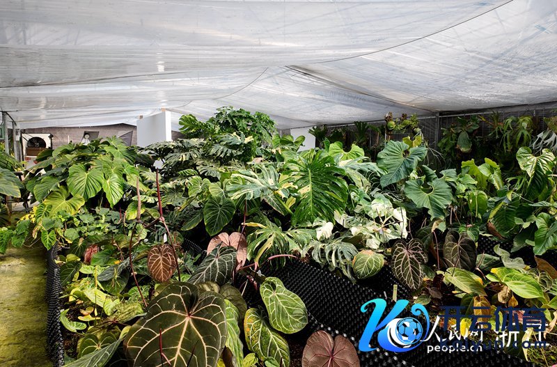 位于桐乡崇福农创园的&ldquo;瓜牛雨林&rdquo;基地。东说念主民网 方彭依梦摄