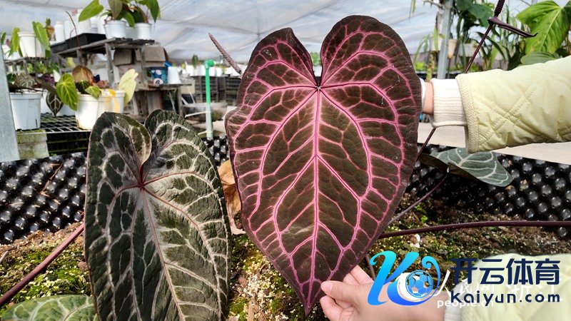 头绪明晰、有丝绒水晶质感的&ldquo;红水晶&rdquo;母本叶片。东说念主民网 方彭依梦摄